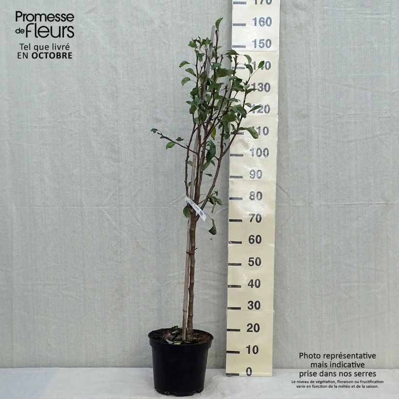 Amostra de Pereira Conference - Pyrus communis Vaso de 7,5 L/10 L, Copo tal como entregue no outono