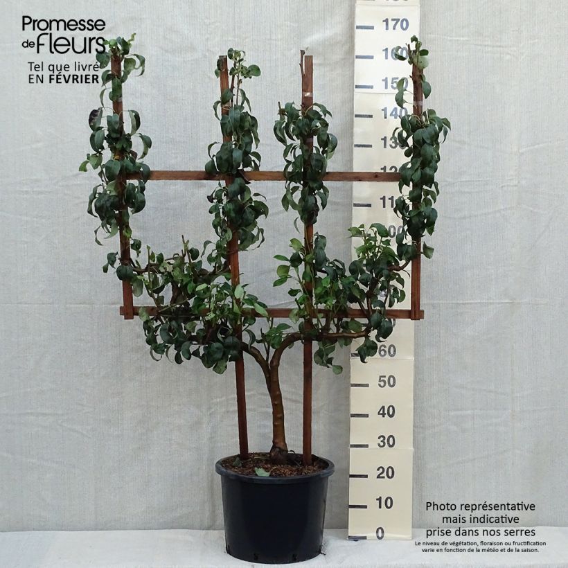 Amostra de Pereira Conference - Pyrus communis Vaso de 20 L/25 L, Palmeta simples em U tal como entregue no outono