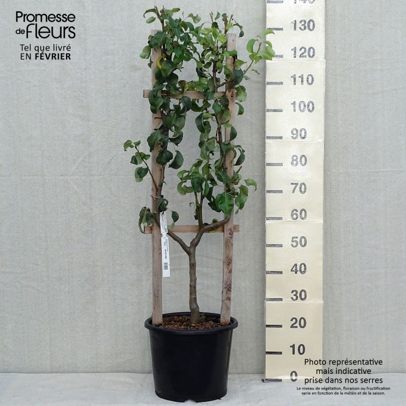 Amostra de Pereira Conference - Pyrus communis Vaso de 7,5 L/10 L, Palmeta simples em U tal como entregue no outono