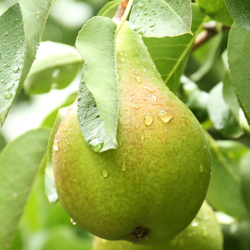 Pereira Curé Bio - Pyrus communis (Colheita)