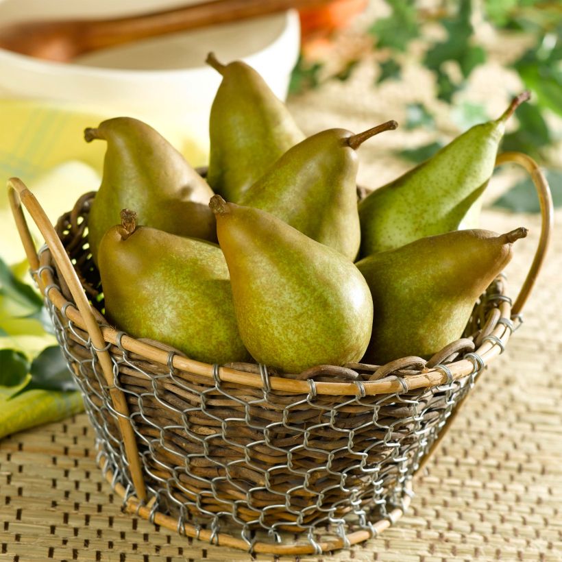 Pereira Delbard Gourmande Georges Delbard - Pyrus communis (Colheita)