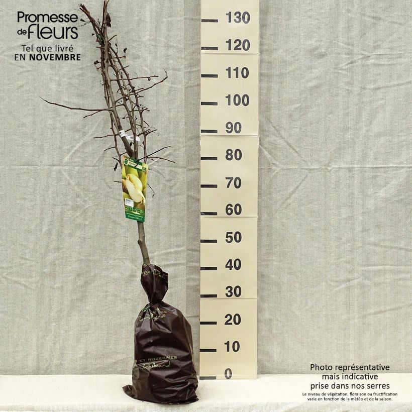 Amostra de Pereira Delbardélice Georges Delbard - Pyrus communis Torrão "Pronto a plantar", Copo tal como entregue no outono