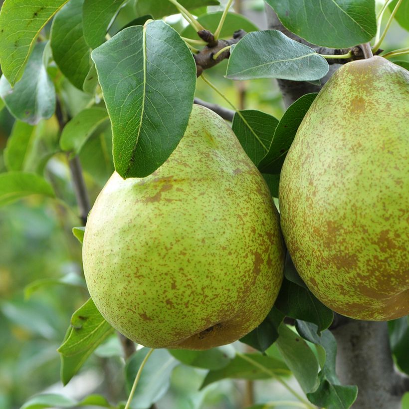 Pereira Doyenné dhiver Bio - Pyrus communis (Colheita)