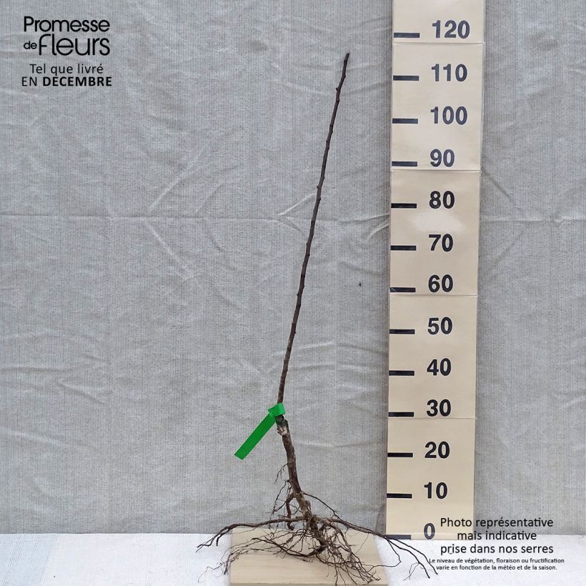 Amostra de Poirier Doyenné d'hiver ou Bergamote de Pentecôte Bio Grandes Racines nues, Scion tal como entregue no inverno