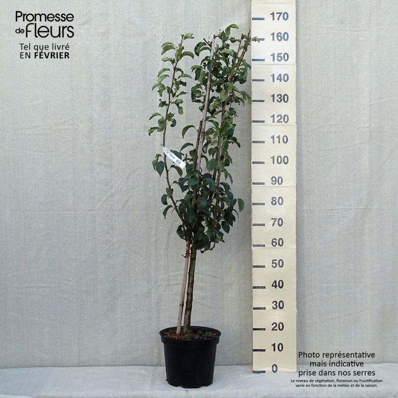 Amostra de Pereira Doyenné du Comice - Pyrus communis Vaso de 7,5 L/10 L, Copo tal como entregue no outono