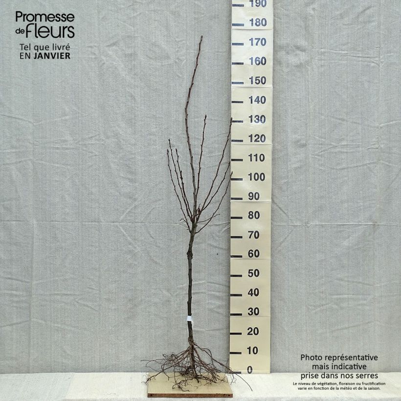 Amostra de Poirier Doyenné du Comice Raízes nuas, Copo tal como entregue no inverno