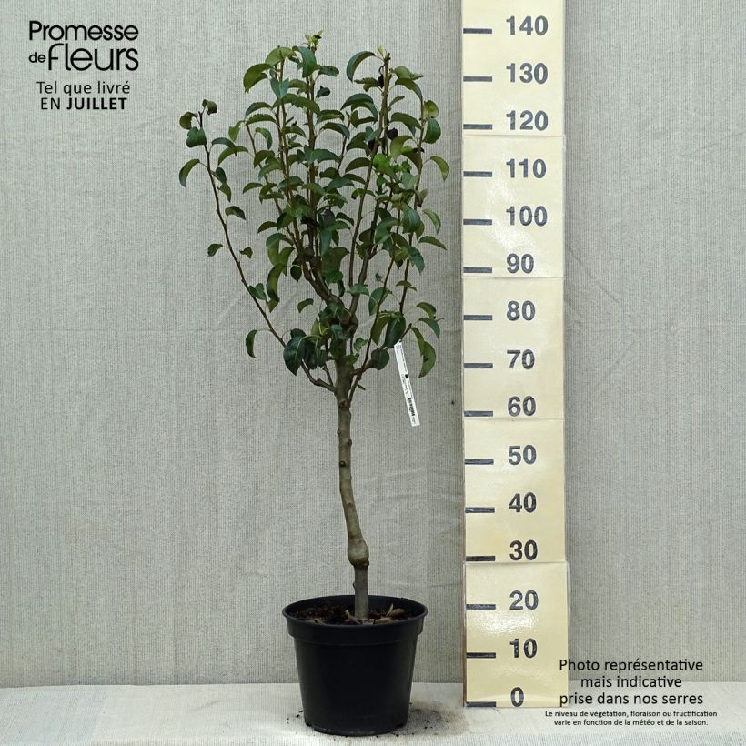 Amostra de Pereira Doyenné du Comice - Pyrus communis Vaso de 12 L/15 L, Palmeta simples em U tal como entregue no verão