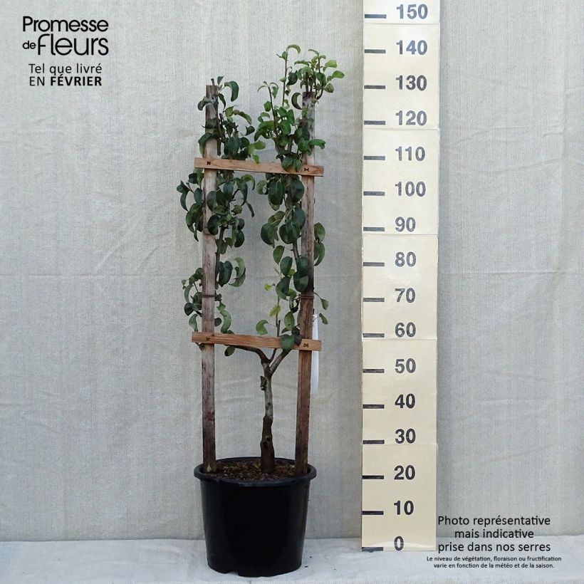 Amostra de Pereira Doyenné du Comice - Pyrus communis Vaso de 12 L/15 L, Palmeta simples em U tal como entregue no outono