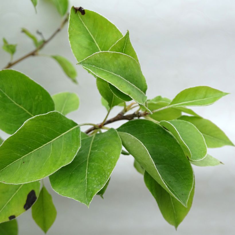 Pereira Duquesa de Angoulême - Pyrus communis (Folhagem)