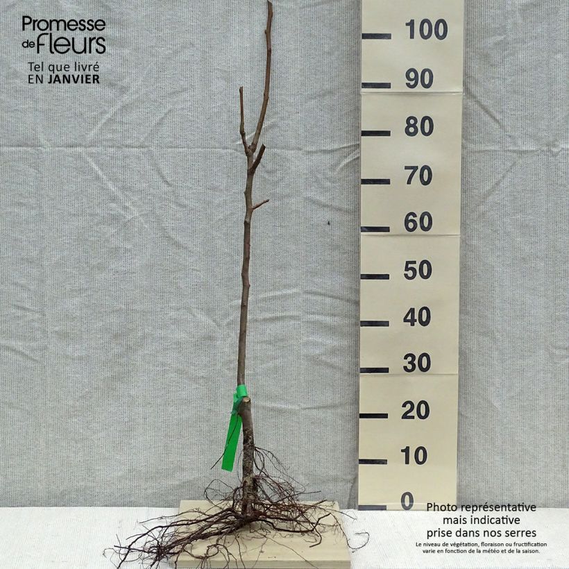 Amostra de Poirier Duchesse d'Angouleme Raízes nuas, Rebento tal como entregue no inverno