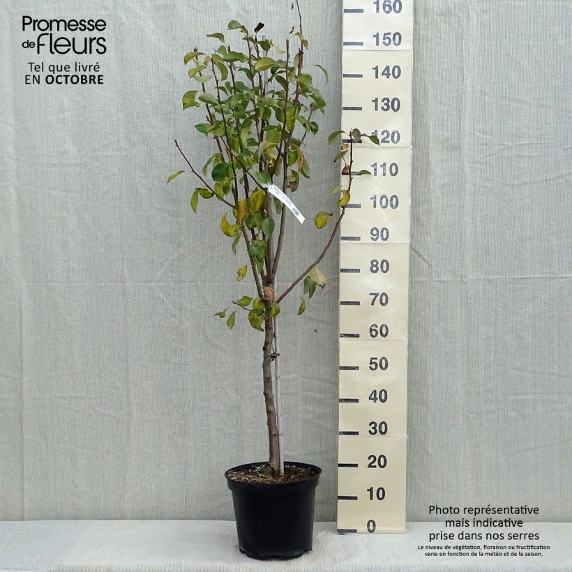 Amostra de Pereira Duquesa de Angoulême - Pyrus communis Vaso de 7,5 L/10 L, Copo tal como entregue no outono