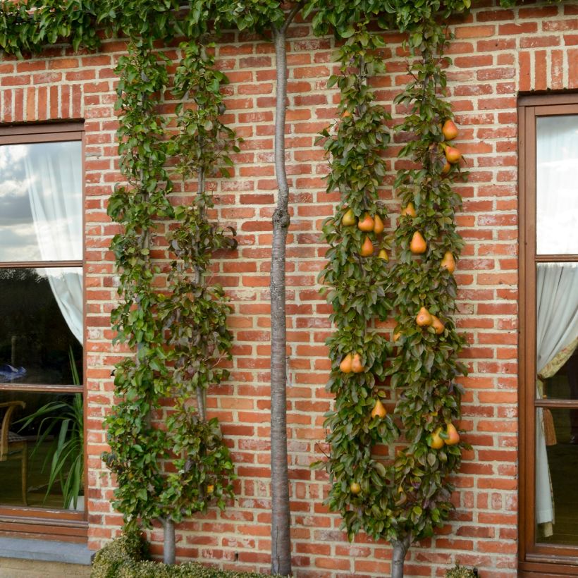 Pereira Durondeau - Pyrus communis (Hábito)