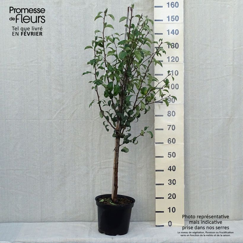 Amostra de Pereira Espinho do Mas - Pyrus communis Vaso de 7,5 L/10 L, Copo tal como entregue no outono