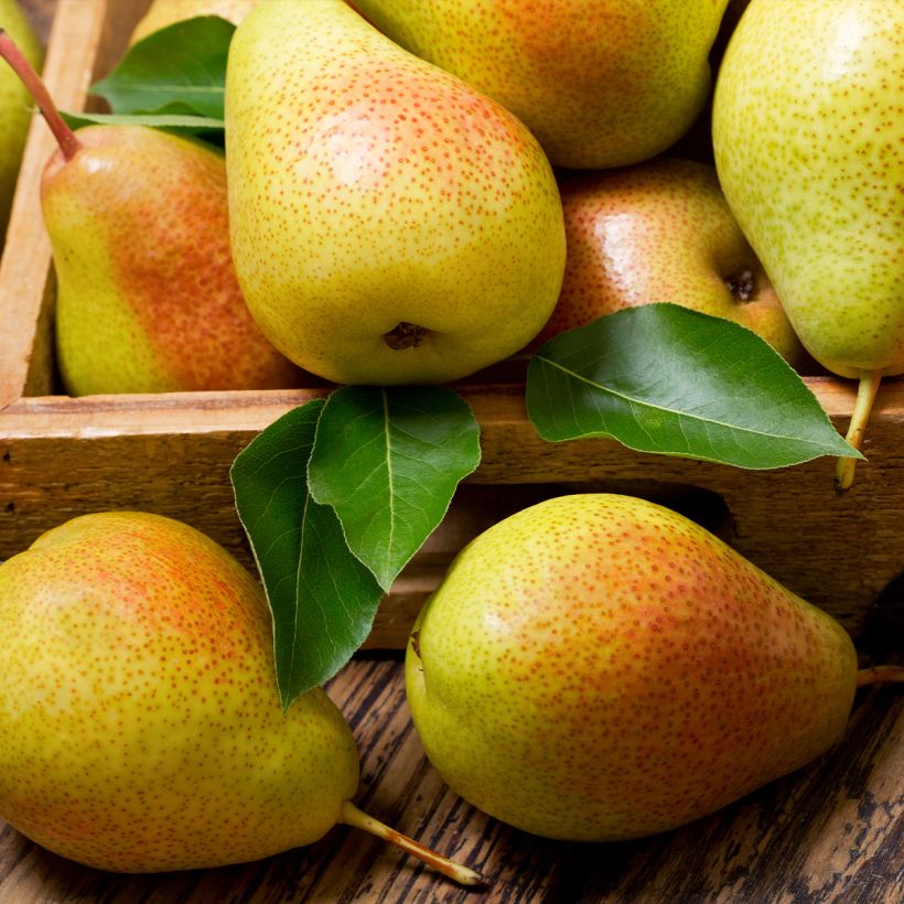 Pereira Espinho do Mas - Pyrus communis (Colheita)