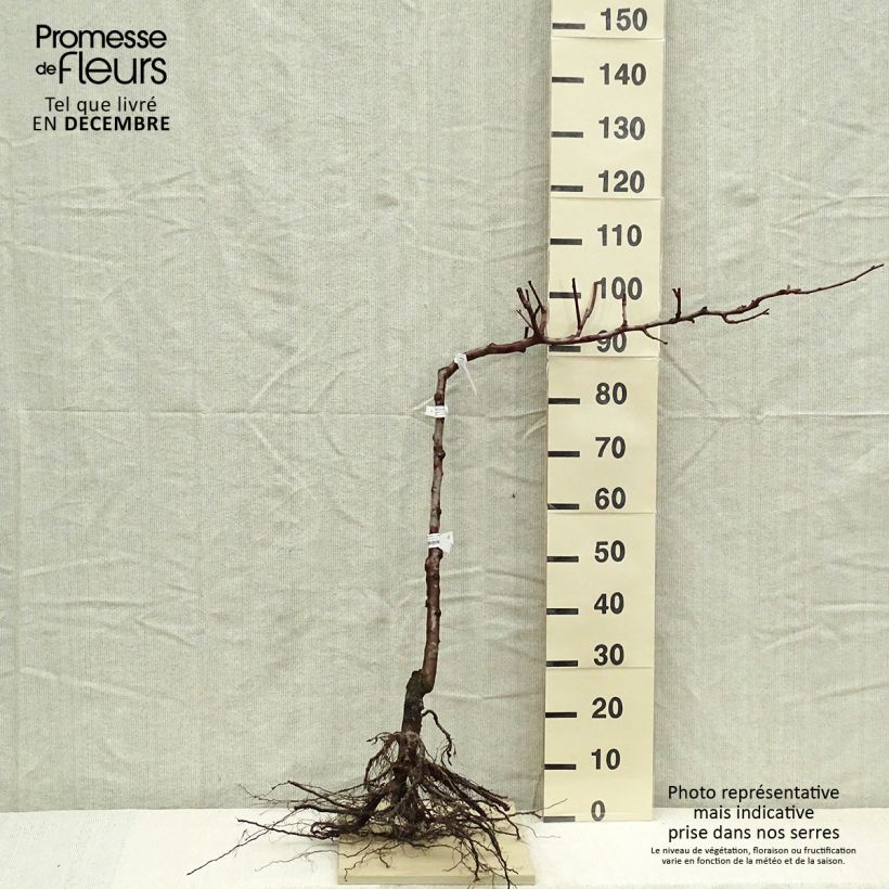 Amostra de Poirier Fertilia Delbard Raízes nuas, Cordão simples tal como entregue no inverno