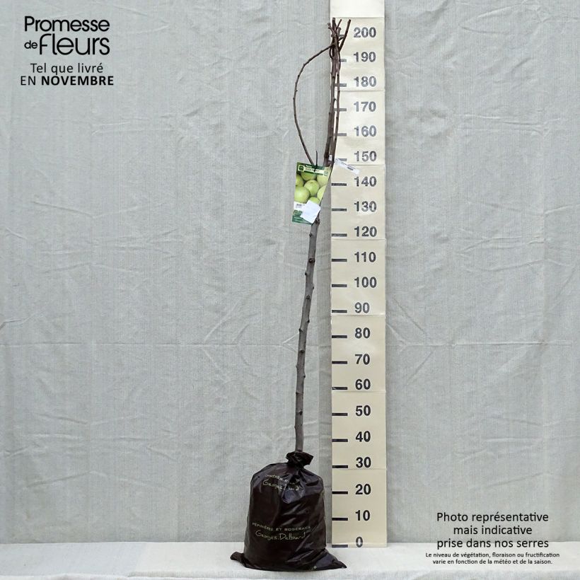 Amostra de Pereira Fertilia Delbard - Pyrus communis Torrão "Pronto a plantar", Meia haste tal como entregue no outono