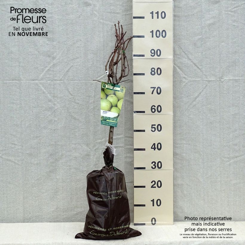Amostra de Pereira Fertilia Delbard - Pyrus communis Torrão "Pronto a plantar", Copo tal como entregue no outono