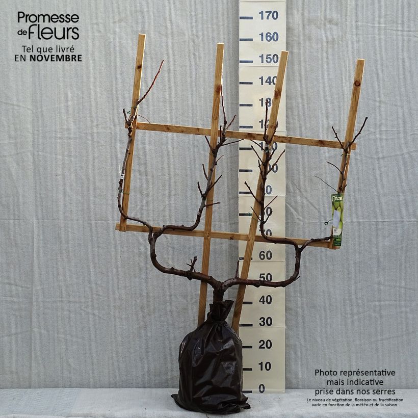 Amostra de Pereira Fertilia Delbard - Pyrus communis Torrão "Pronto a plantar", Palmeta dupla em U tal como entregue no outono