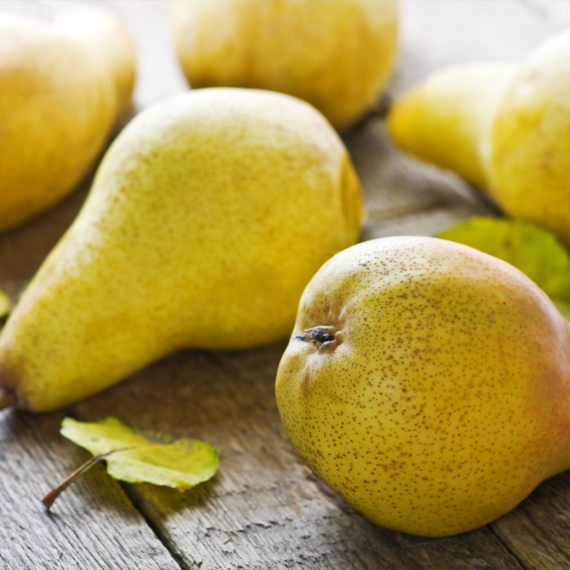 Pereira Fertilia Delbard - Pyrus communis (Colheita)