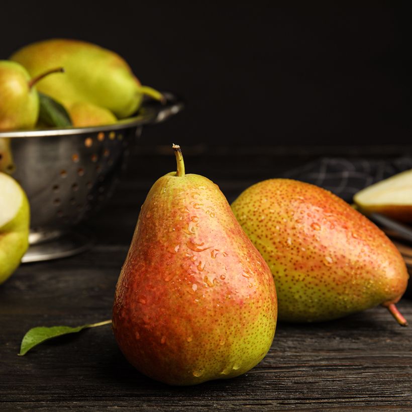 Pereira Figo de Alençon Bio - Pyrus communis (Colheita)