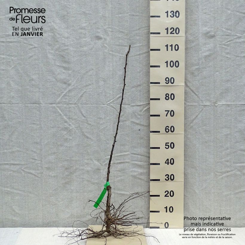 Amostra de Poirier Jeanne d’Arc - Pyrus communis Raízes nuas, Rebento tal como entregue no inverno