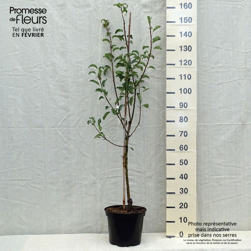 Amostra de Pereira Jules Guyot - Pyrus communis Vaso de 7,5 L/10 L, Copo tal como entregue no outono