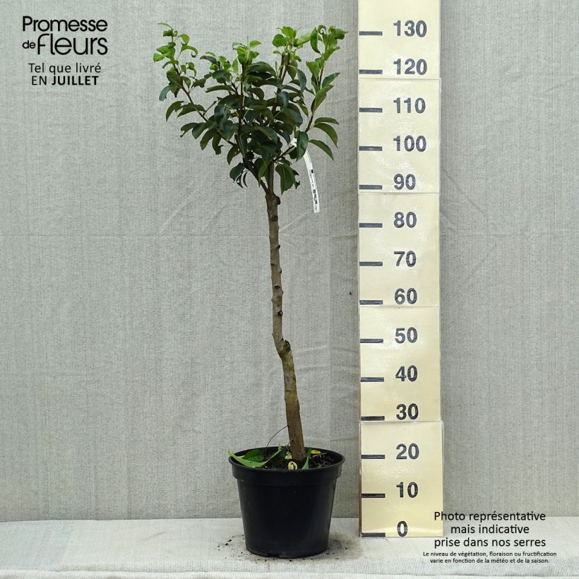 Amostra de Pereira Jules Guyot - Pyrus communis Vaso de 7,5 L/10 L, Copo tal como entregue no verão