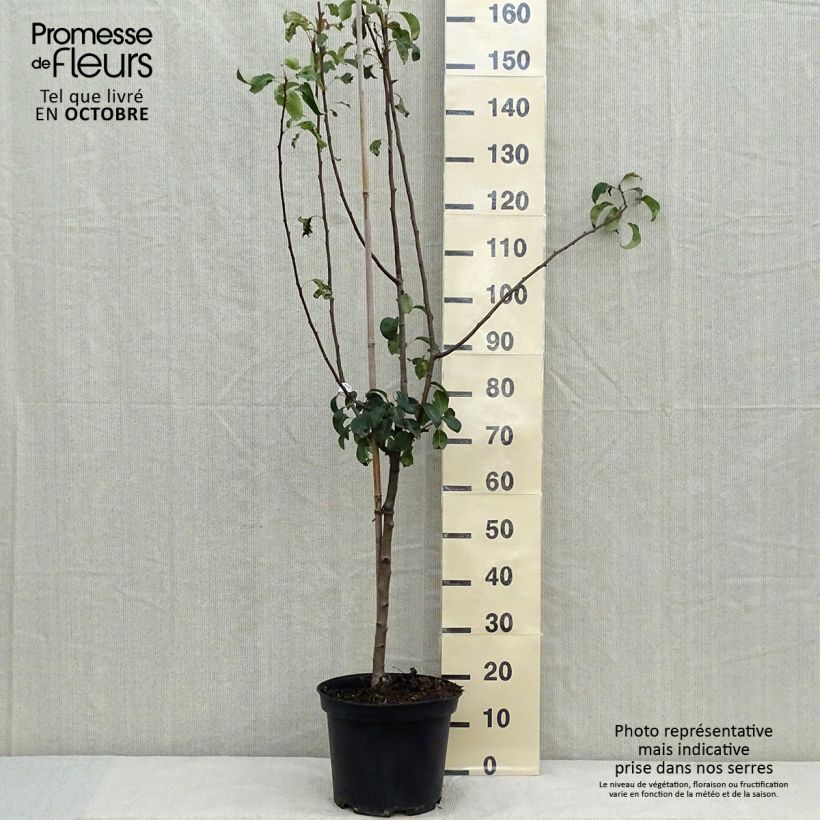 Amostra de Pereira Louise Bonne dAvranches - Pyrus communis Vaso de 7,5 L/10 L, Copo tal como entregue no outono