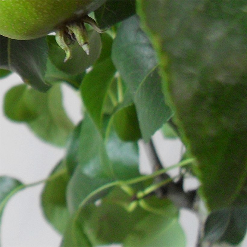 Pereira Louise Bonne dAvranches - Pyrus communis (Folhagem)