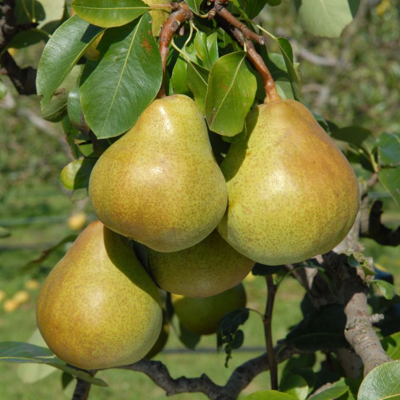 Pereira-anã Belle Hélène Georges Delbard - Pyrus communis (Colheita)