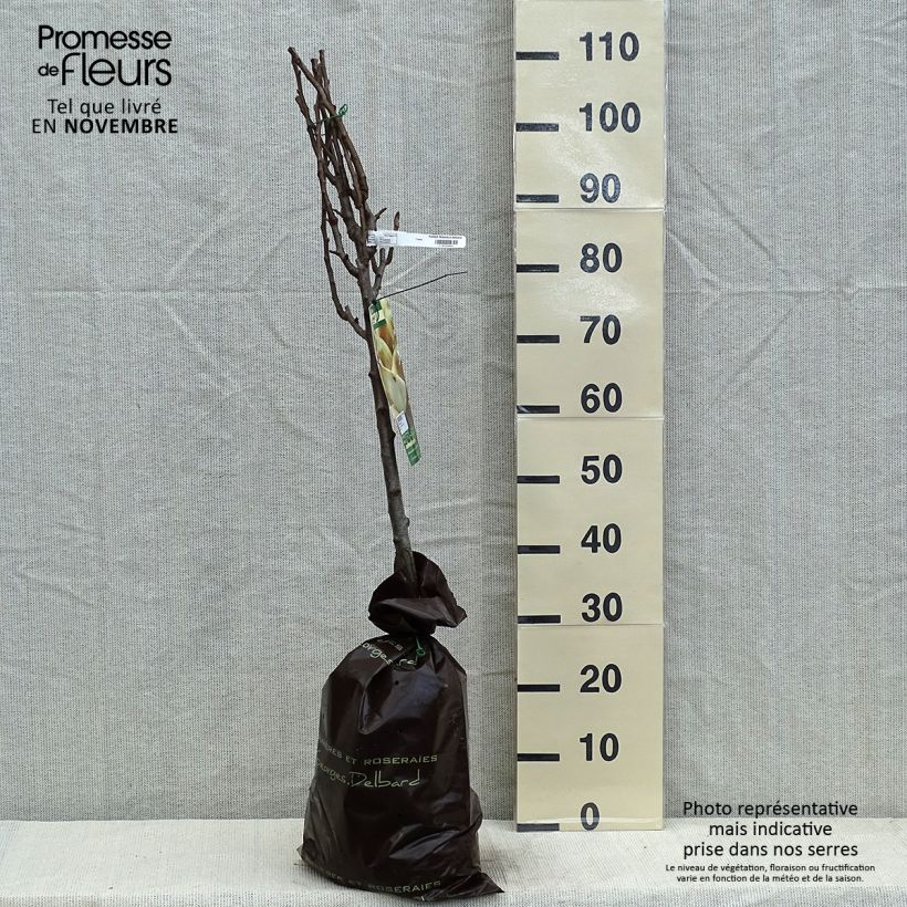 Amostra de Pereira Peradel Georges Delbard - Pyrus communis Torrão "Pronto a plantar", Copo tal como entregue no outono