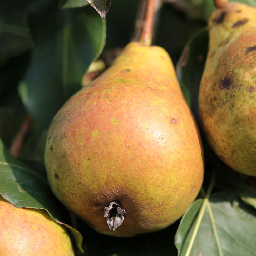 Pereira Poire de Fisée Bio - Pyrus communis (Colheita)