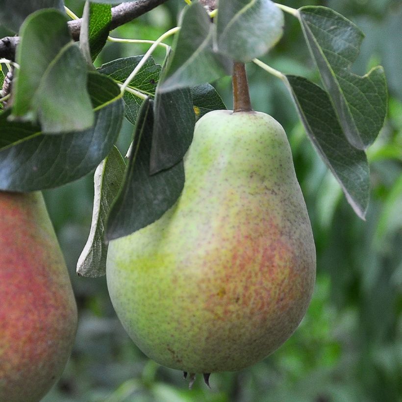 Pereira Precoce Morettini Bio - Pyrus communis (Colheita)