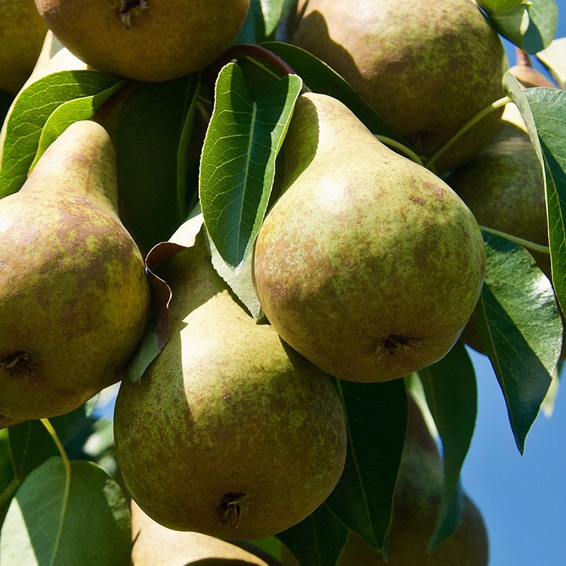 Pereira Precoce de Trévoux Bio - Pyrus communis (Colheita)