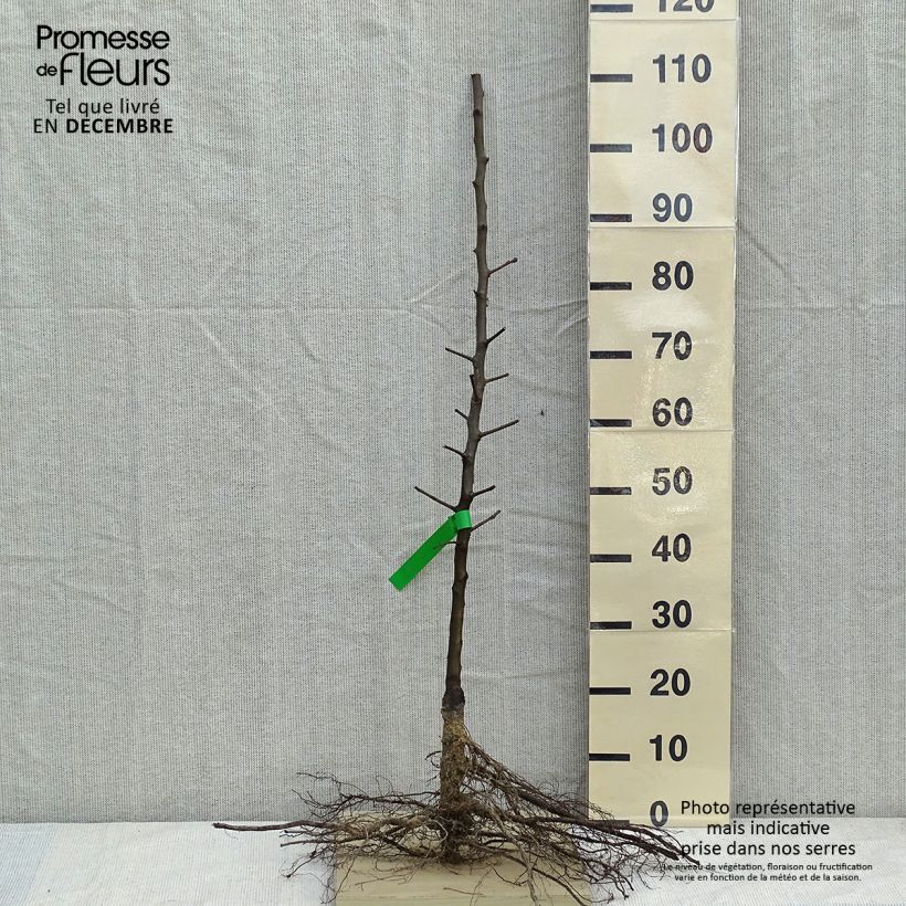 Amostra de Poirier General Leclerc - Pyrus communis Raízes nuas, Rebento tal como entregue no inverno