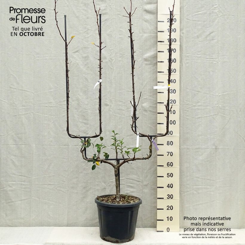 Amostra de Pereira General Leclerc - Pyrus communis Vaso de 30 L/35 L, Palmeta dupla em U tal como entregue no outono