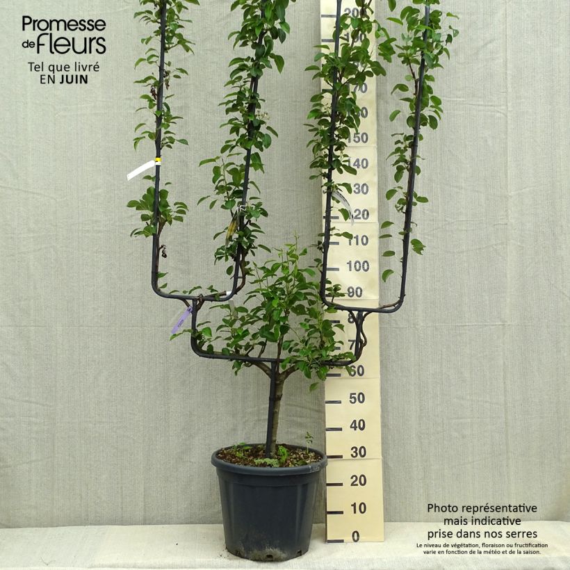 Amostra de Pereira General Leclerc - Pyrus communis Vaso de 30 L/35 L, Palmeta dupla em U tal como entregue na primavera