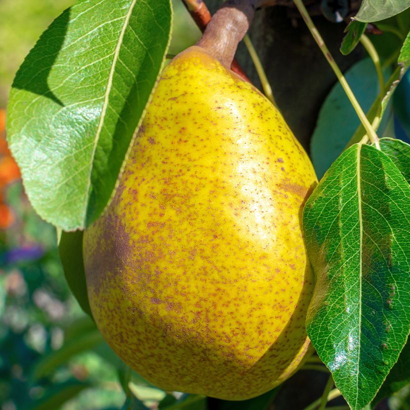 Pereira Royal Vendée Bio - Pyrus communis (Colheita)