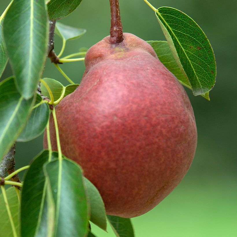 Pereira Starkrimson Bio - Pyrus communis (Colheita)