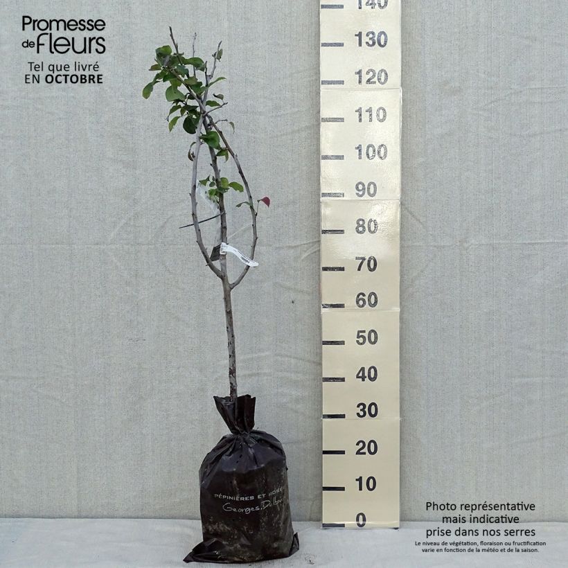 Amostra de Pereira Sucrée de Montluçon Georges Delbard - Pyrus communis Torrão "Pronto a plantar", Copo tal como entregue no outono