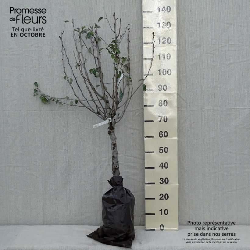 Amostra de Pereira Super Comice Delbard Georges Delbard - Pyrus communis Torrão "Pronto a plantar", Copo tal como entregue no outono