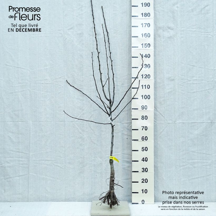 Amostra de Poirier Triomphe de Vienne Raízes nuas, Copo tal como entregue no inverno