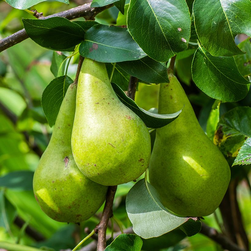 Pereira Verde Comprida de Outono Bio - Pyrus communis (Colheita)