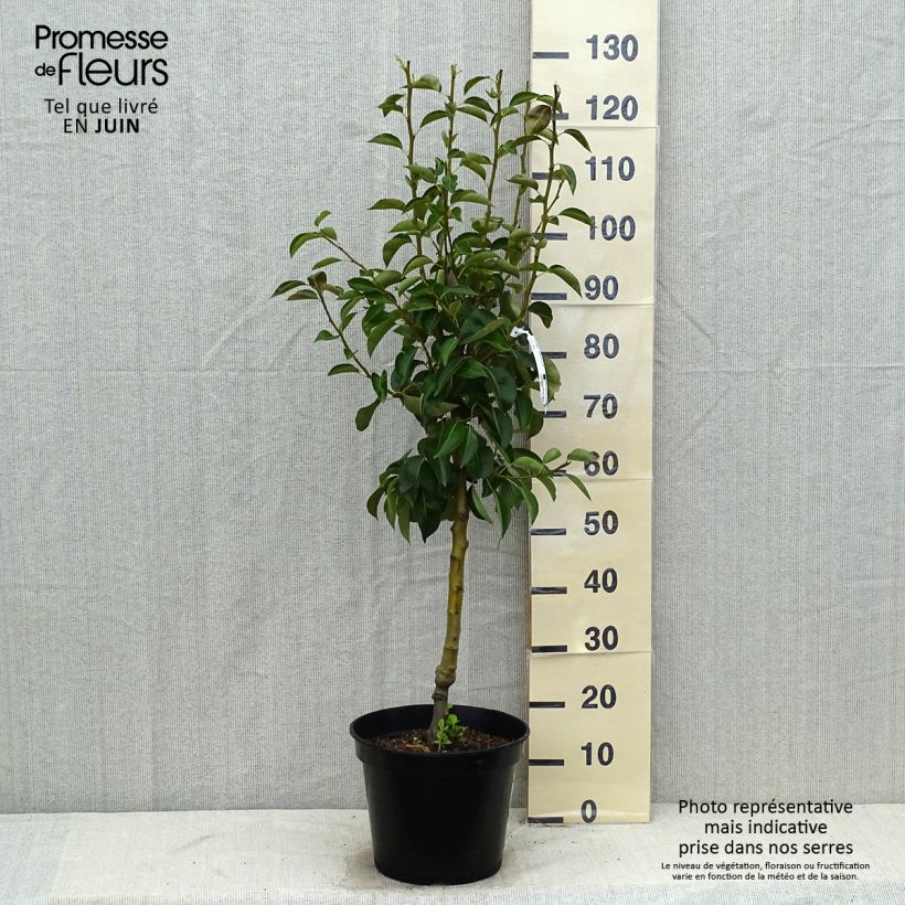 Amostra de Pereira Williams - Pyrus communis Vaso de 7,5 L/10 L, Copo tal como entregue no verão