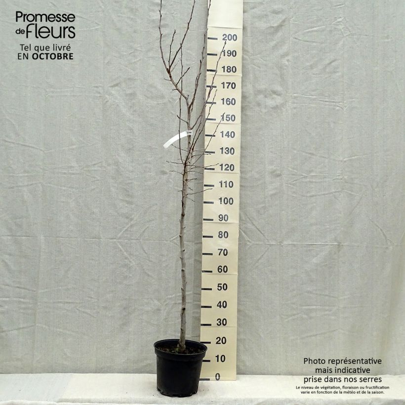 Amostra de Pereira Williams - Pyrus communis Vaso de 7,5 L/10 L, Meia haste tal como entregue no outono