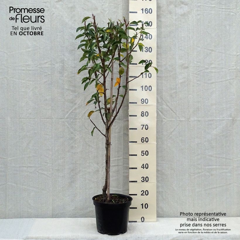 Amostra de Pereira Williams - Pyrus communis Vaso de 7,5 L/10 L, Copo tal como entregue no outono
