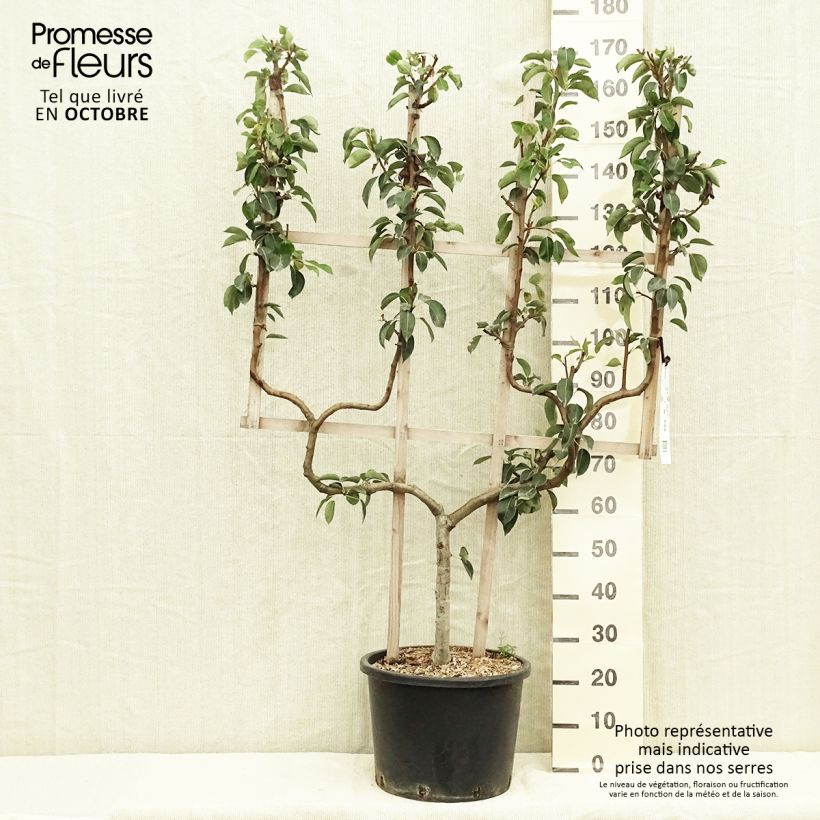 Amostra de Pereira Williams - Pyrus communis Vaso de 20 L/25 L, Palmeta dupla em U tal como entregue no outono