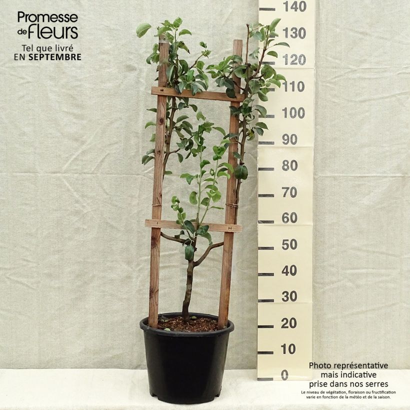 Amostra de Pereira Williams - Pyrus communis Vaso de 12 L/15 L, Palmeta simples em U tal como entregue no outono