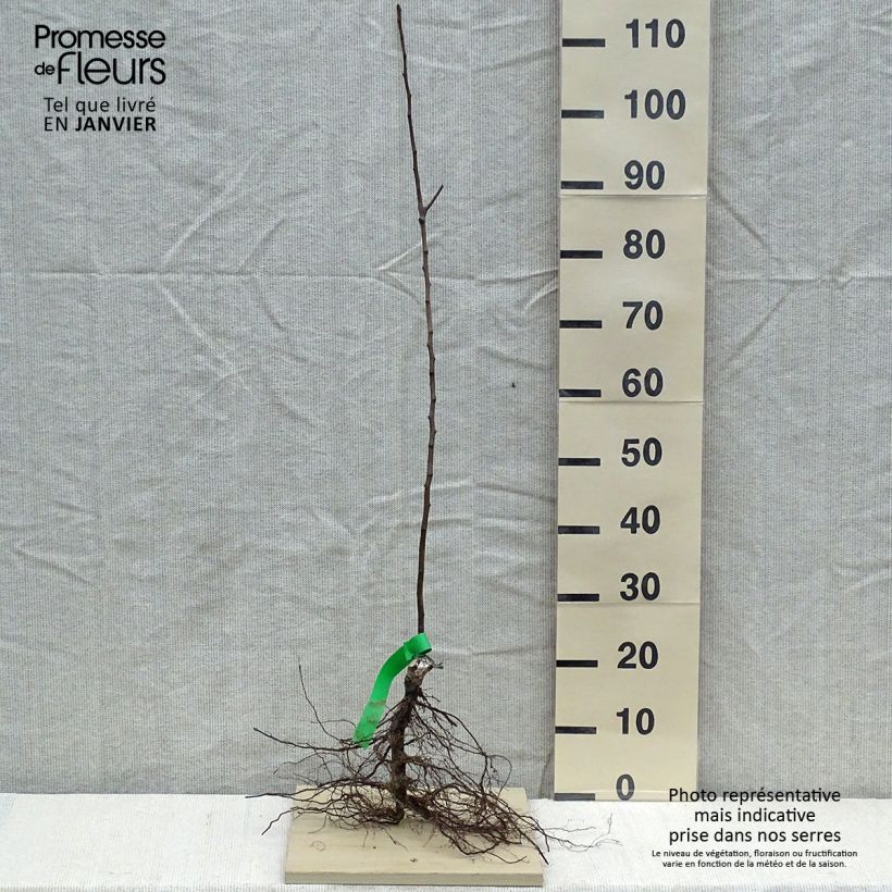 Amostra de Pereira Williams Rouge Bio - Pyrus communis Raízes nuas, Rebento tal como entregue no inverno