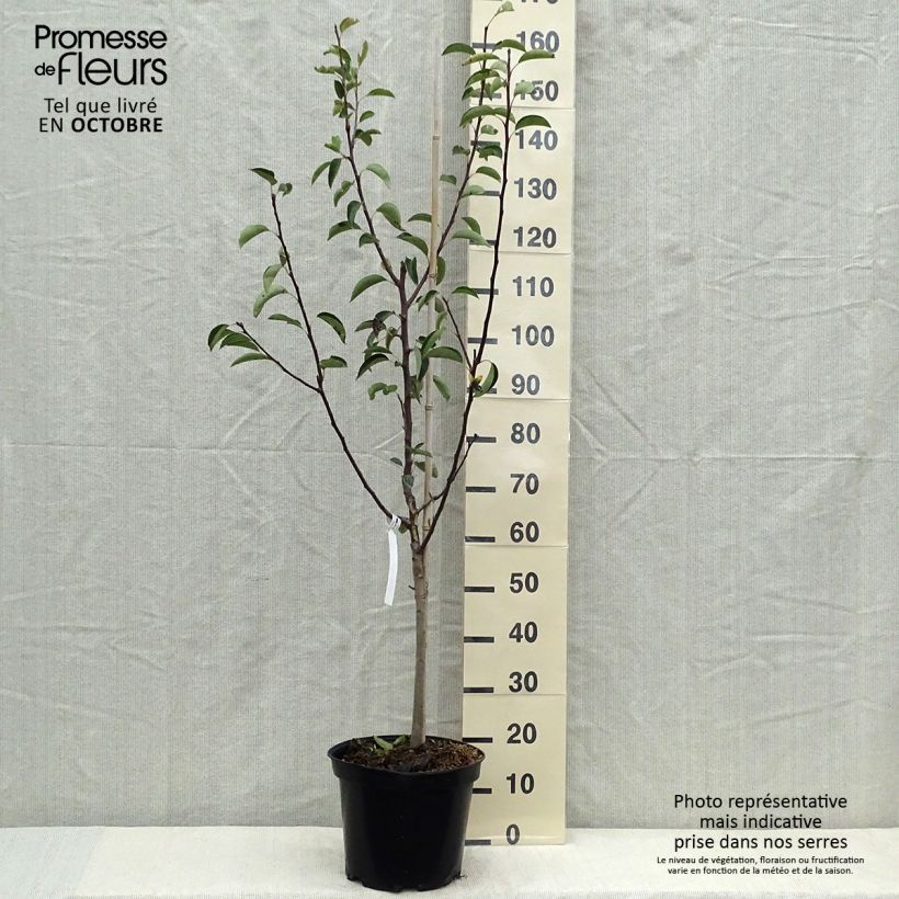 Amostra de Pereira Williams Rouge - Pyrus communis Vaso de 7,5 L/10 L, Copo tal como entregue no outono